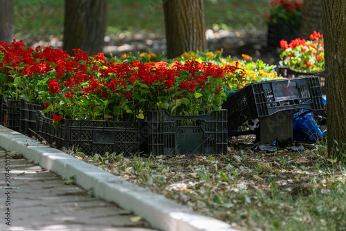 Foto Red salvia flower seedlings in plastic crates prepared for outdoor planting in a