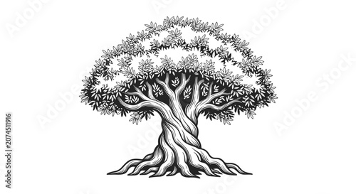 Schilderij op canvas Detailed woodcut illustration of an ancient olive tree with a twisted gnarled trunk and sprawling roots on white background