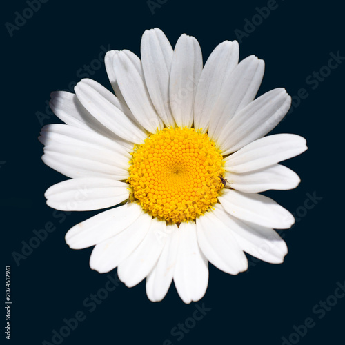close up of a single white daisy flower isolated on a black background