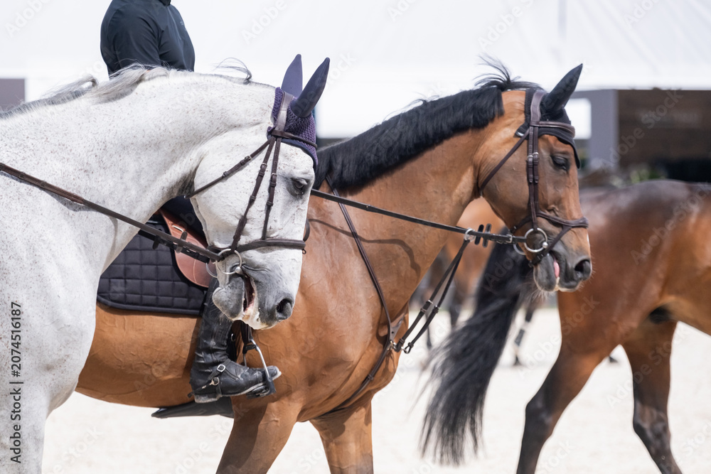 Obraz premium Sport Horses Warming Up Before Equestrian Competition
