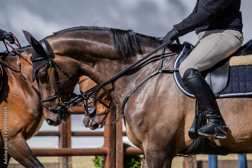 Obraz premium Bay Sport Horse During Warm-Up Before Show Jumping Competition