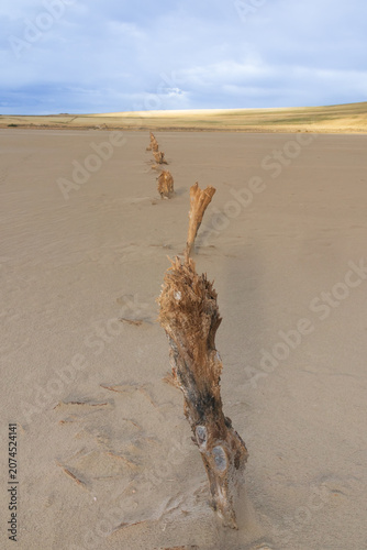 Weathered fence posts in the sand