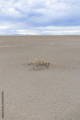 Sand beach at White Rock Bay, Utah