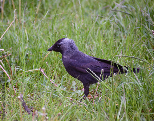 Obraz na płótnie jackdaw