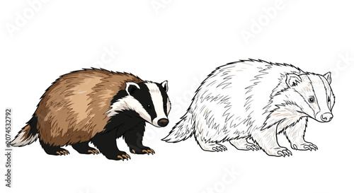 Obraz na plátně Illustration of two badgers standing side by side with one in full color and the other as a detailed black and white sketch