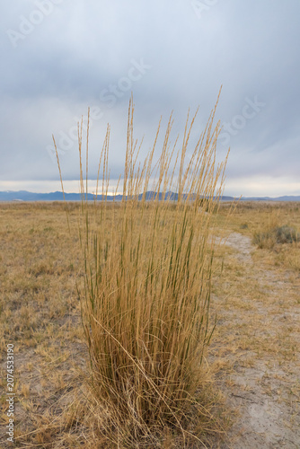 Tall grass on sand beach at White Rock Bay, Utah