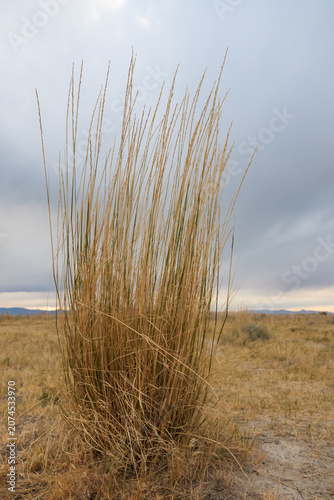 Tall grass on sand beach at White Rock Bay, Utah