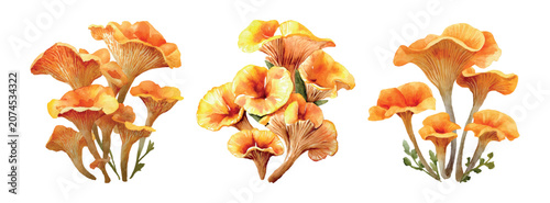 Canvastavla Watercolor chanterelle mushroom clusters creating botanical art, illustrating ed