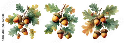 Фотография Oak branches featuring acorns and leaves with watercolor texture, illustrating a