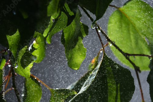 Fresh green leaves with water drops in fine mist against dark background