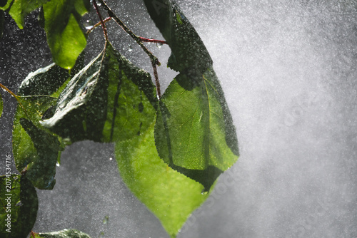 Lush green leaves with water drops emerging from dense white mist cascade