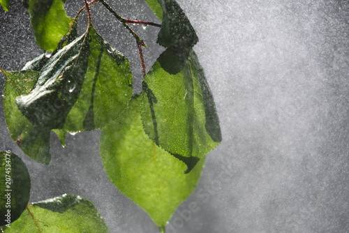 Lush green leaves with water drops emerging from dense white mist cascade