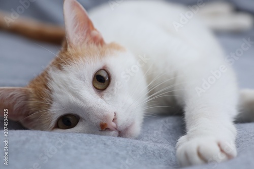 Картината върху платно Overweight cat resting on blanket at home