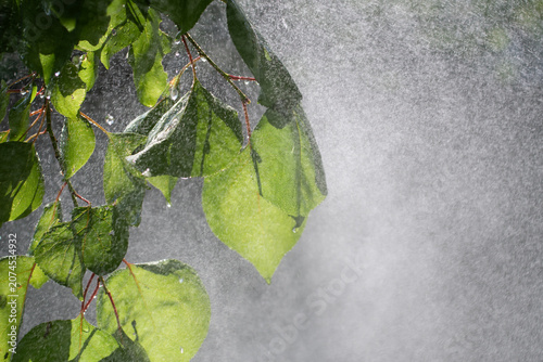 Lush green leaves with water drops emerging from dense white mist cascade