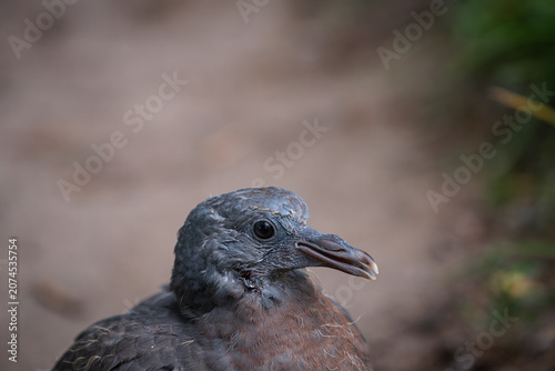 Close up profile portrait of a young fledgling pigeon against a soft blurred background