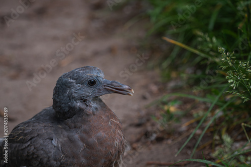 Close up profile portrait of a young fledgling pigeon against a soft blurred background