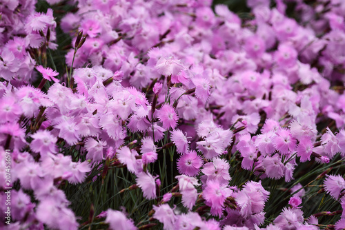 Vibrant pink Dianthus flowers blooming in summer garden, close up floral background