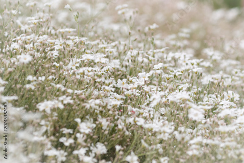 Soft focus macro of delicate white spring flowers in a blooming meadow with beautiful bokeh