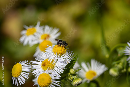 Close-up macro of a small dark wild bee gathering pollen on a white fleabane daisy flower