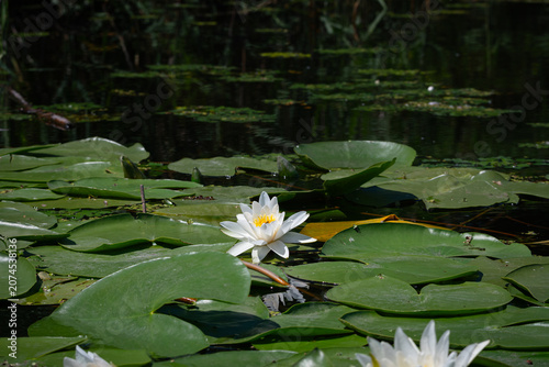 Pristine white water lily blooming among green pads in a dark tranquil pond