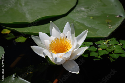 Close-up of a blooming white water lily among green pads on a dark pond