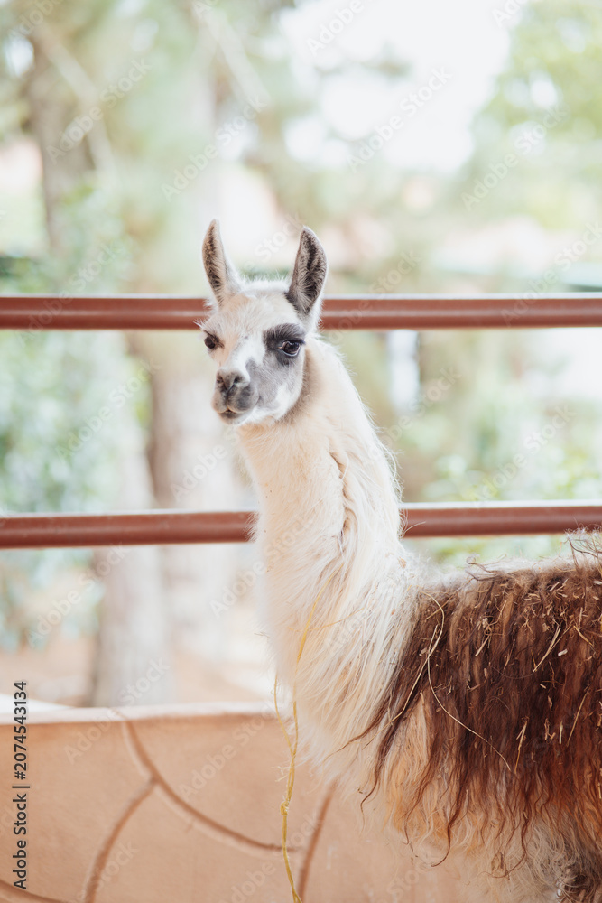 Obraz premium alpaca looking at the camera inside a pen