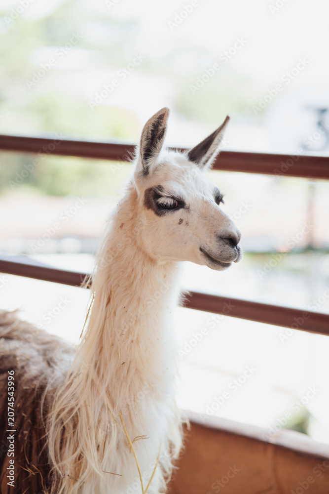 Obraz premium alpaca looking at the camera inside a pen