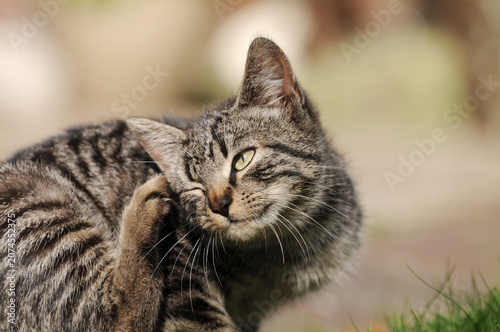 Grey tabby domestic cat scratching behind its ear outdoors. A natural grooming behavior of a pet cat in a garden or outdoor environment.