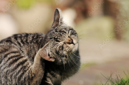 Grey tabby domestic cat scratching behind its ear outdoors. A natural grooming behavior of a pet cat in a garden or outdoor environment.
