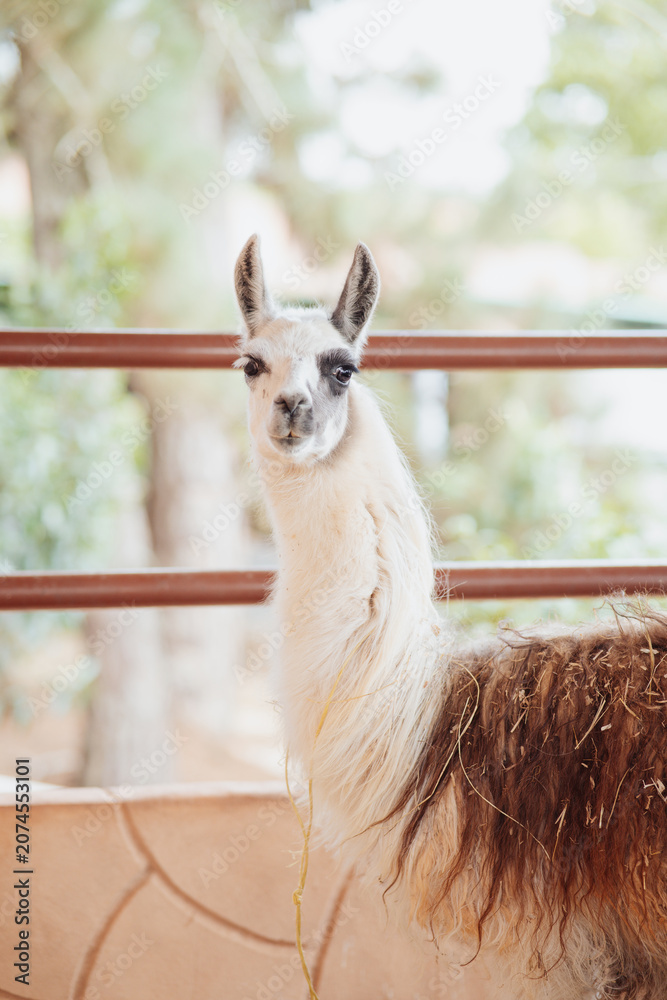 Obraz premium alpaca looking at the camera inside a pen