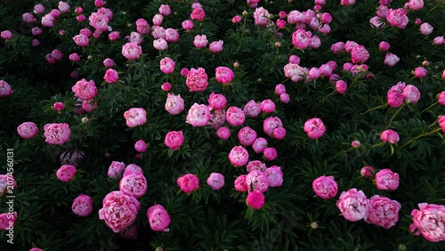 Peony fields taken from a drone 