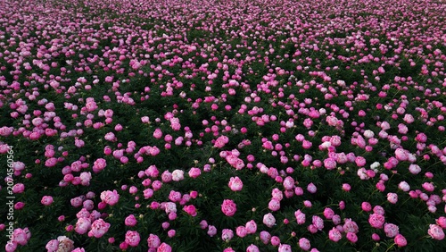 Peony fields taken from a drone 