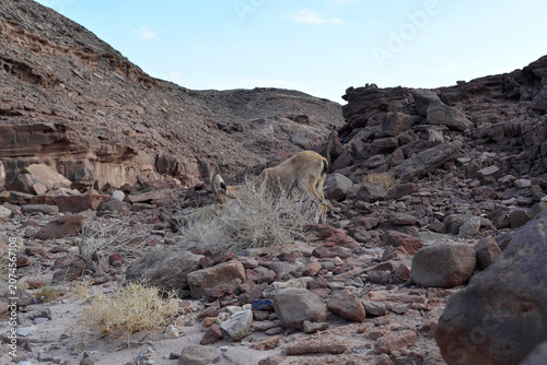 Wild Nubian ibex standing among rocky desert terrain near Eilat in southern Israel. Native mountain goat species inhabiting the Negev Desert and Red Canyon region.