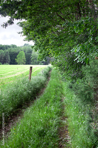 Rustic summer landscape in a lush green setting