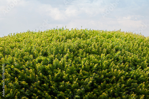 Textured background of clouds and vegetation