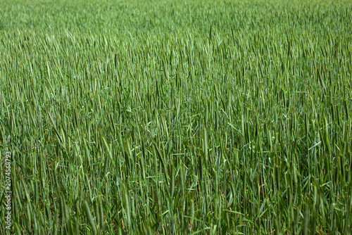 Close-up of a plant background