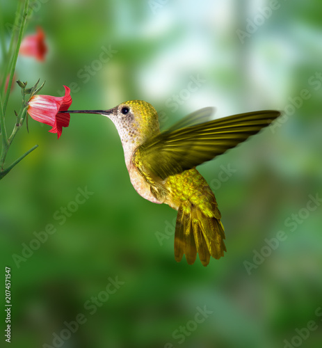 Fotografie Small hummingbird in mid-flight hovering to feed on a bright pink tropical flowe