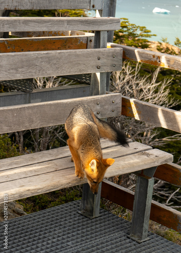 argentinian fox