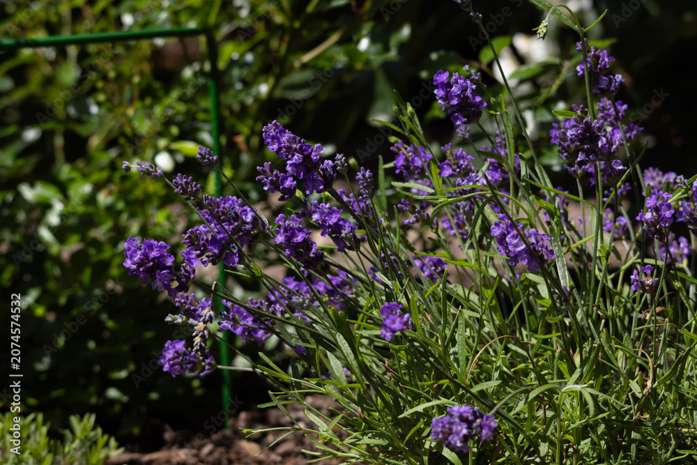 Obraz premium purple flowers in the garden