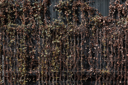 Dry ivy vines growing across a dark weathered wall