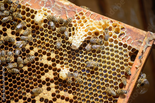bees on a beehive