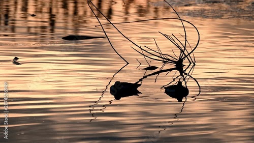 Real Time of Two Tufted Ducks Resting on Golden Water at Sunset in Villeneuve, Switzerland