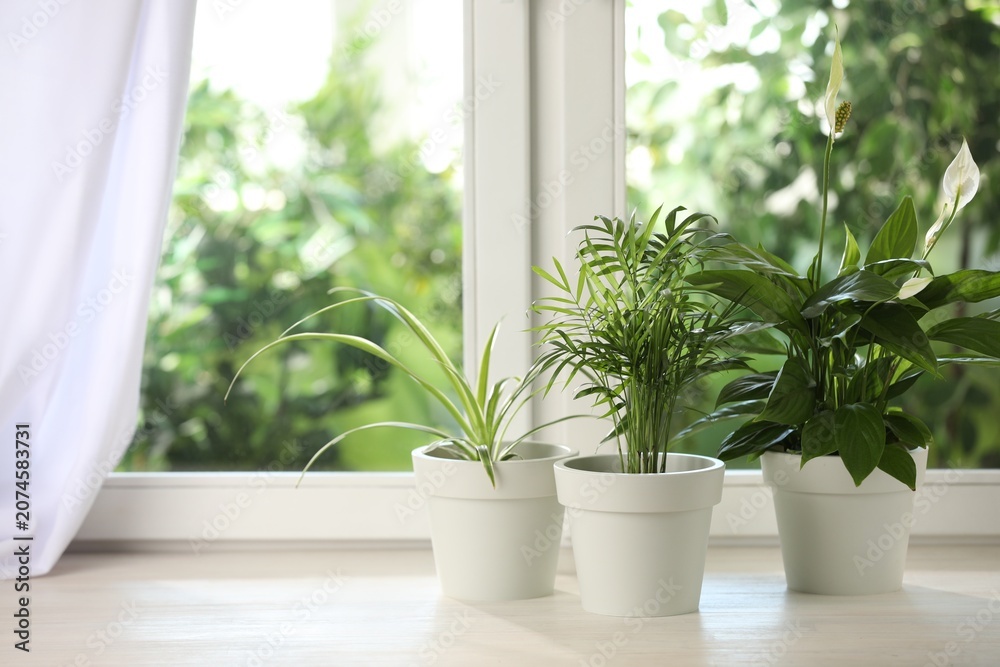 Fototapeta premium Potted houseplants on white wooden window sill indoors, space for text