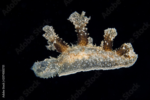 Foto Nudibranch Melibe viridis