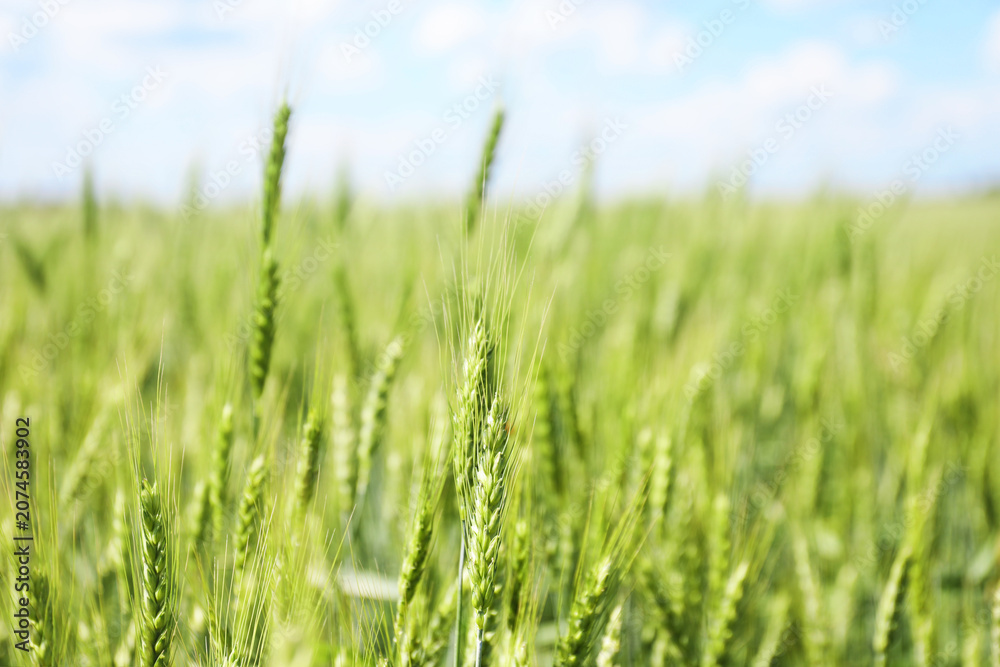 Obraz premium Wheat spikes growing in field outdoors, closeup