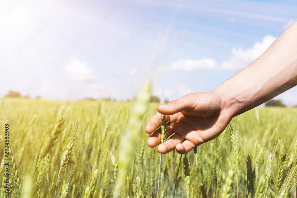 Obraz premium Man touching wheat spikes in field, closeup. Space for text