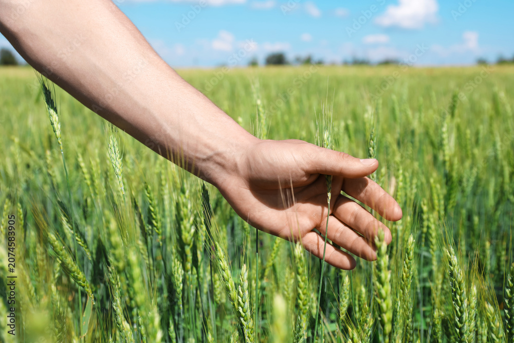 Fototapeta premium Man touching wheat spikes in field, closeup