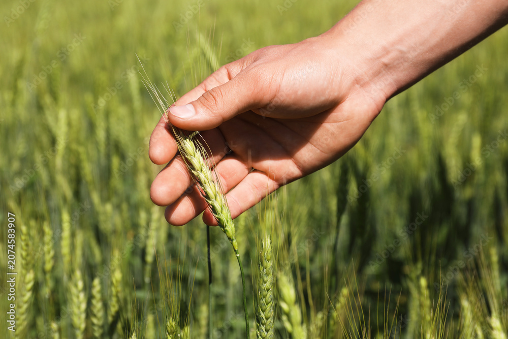 Fototapeta premium Man touching wheat spikes in field, closeup