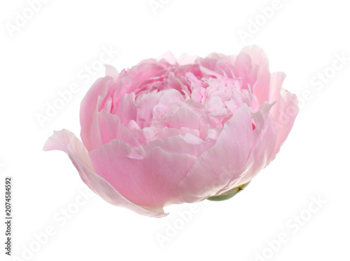 One beautiful peony flower isolated on white