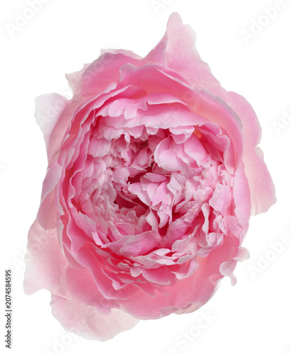 One beautiful peony flower isolated on white